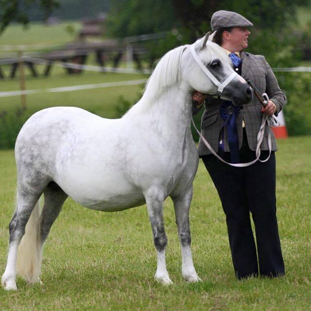 Delami Stud - Welsh Mountain Ponies